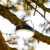 Aqiila Lightbird BL10 - Campinglampa med powerbank